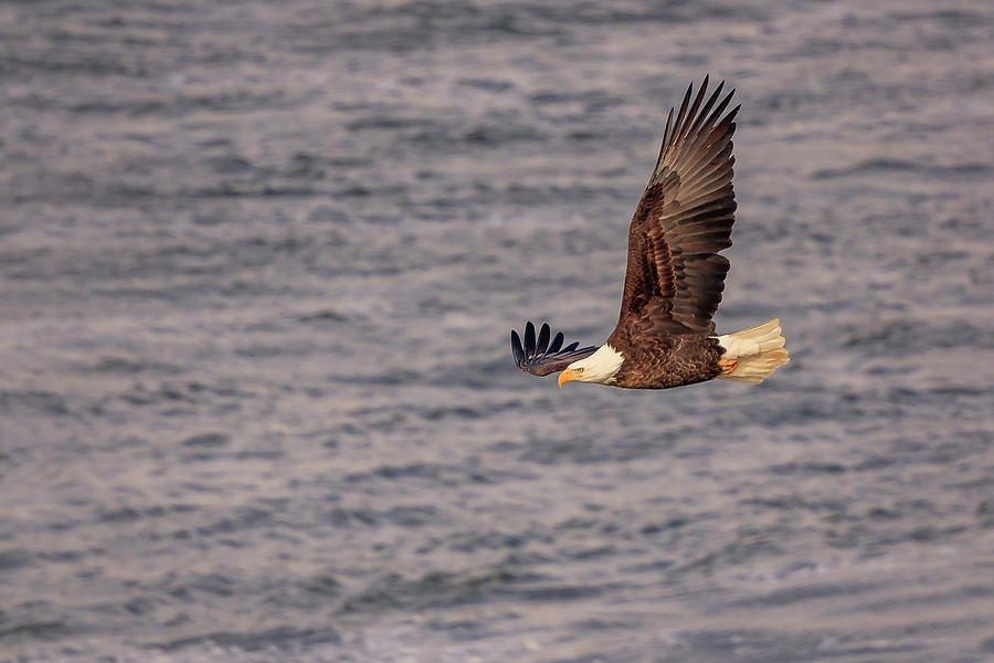 Bald Eagle #9 Photograph by Peter Lakomy