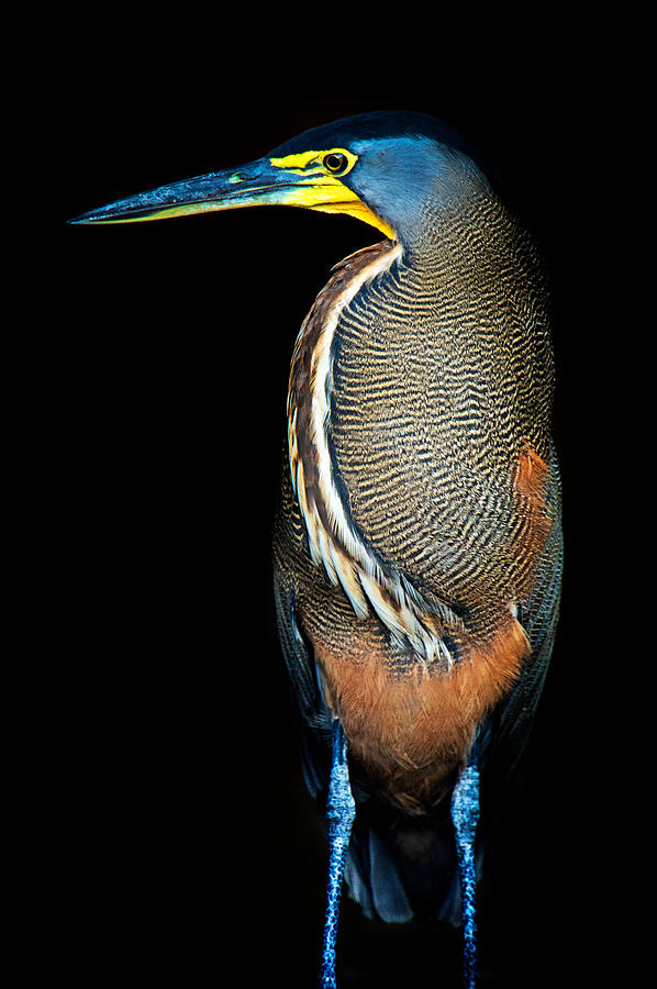 Color Image Photograph - Bare-throated Tiger Heron Tigrisoma by Panoramic Images Color Image Photograph - Bare-throated Tiger Heron Tigrisoma by Panoramic Images
