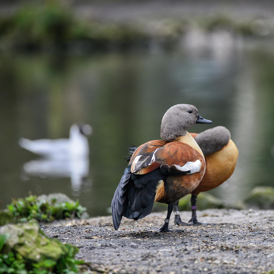 Beautiful portrait of South African Shelduck bird Tadorna Cana o ...