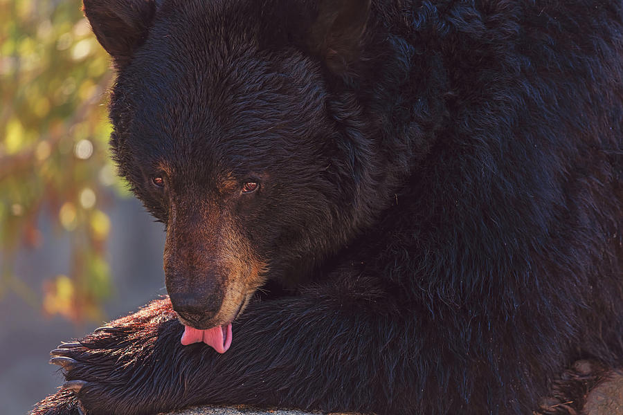 Black Bear #9 Photograph by Brian Cross