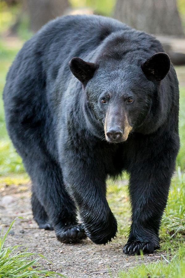 Black Bear    #9 Photograph by Mary Jo Cox