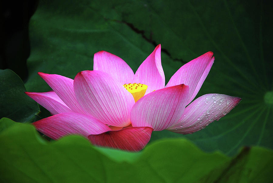 Blossoming lotus flower closeup #9 Photograph by Carl Ning