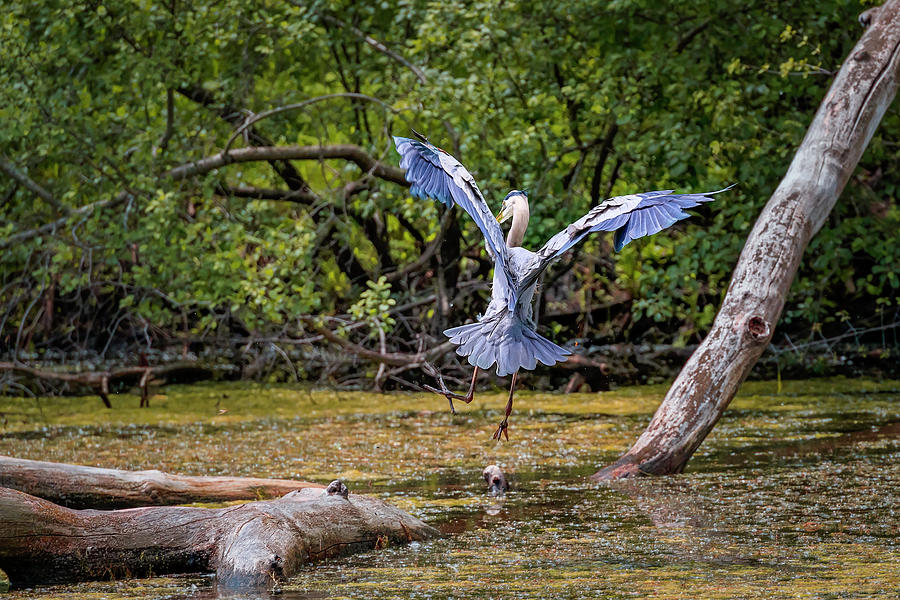 Blue Heron #9 Photograph by Peter Lakomy
