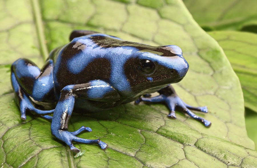 Jungle Photograph - Blue Poison Dart Frog #9 by Dirk Ercken