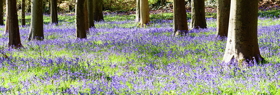 Bluebell Woods #9 Photograph by Colin Rayner