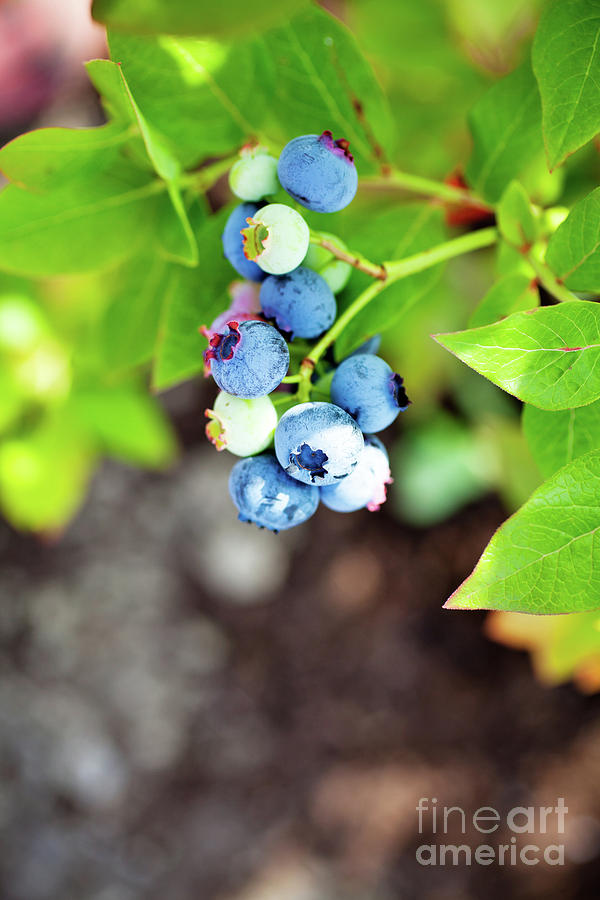 Blueberries #9 Photograph by Kati Finell
