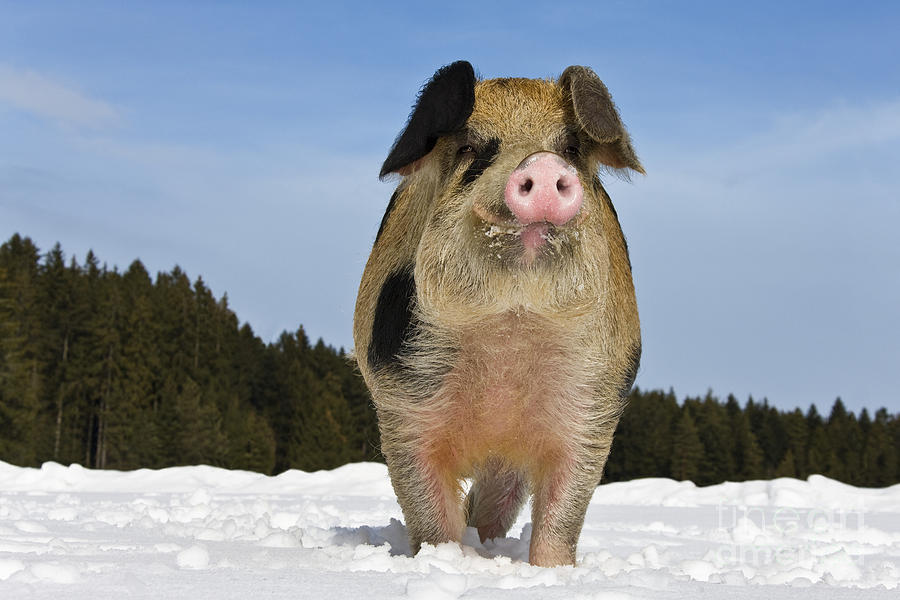 Pig Photograph - Boar In The Snow #9 by Jean-Louis Klein & Marie-Luce Hubert