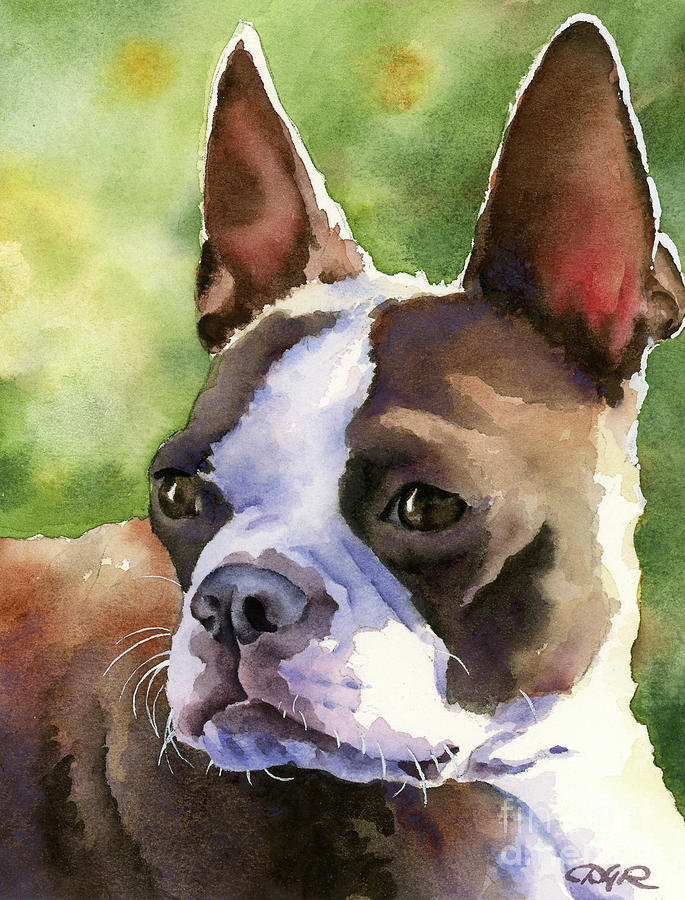 Boston Painting - Boston Terrier #11 by David Rogers