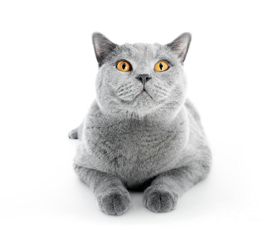 British Shorthair cat isolated on white. Lying #9 Photograph by Michal Bednarek