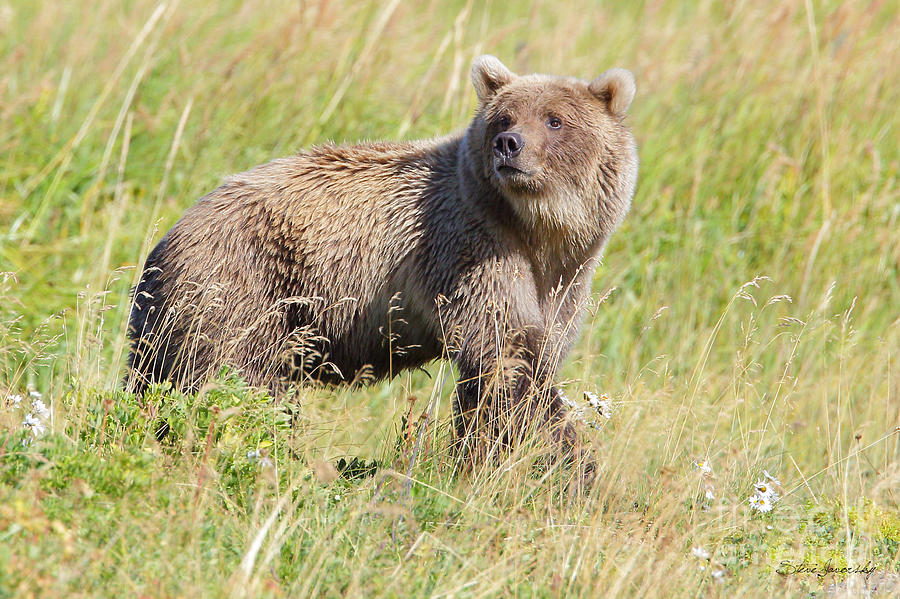 Brown Bear #9 Photograph by Steve Javorsky