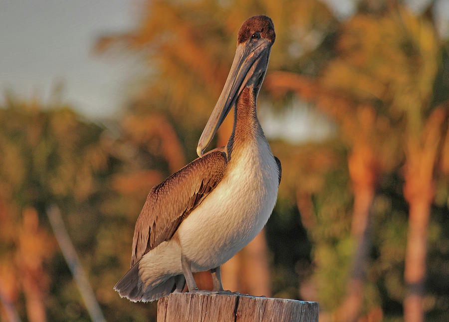 9- Brown Pelican Photograph by Joseph Keane
