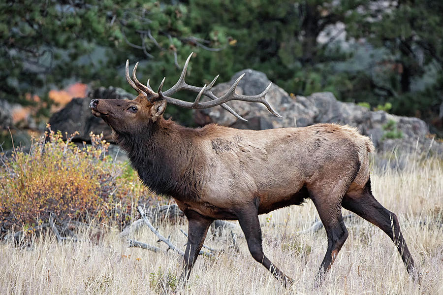 Bull Elk During Rut In Rocky Mountain National Park Photograph by ...