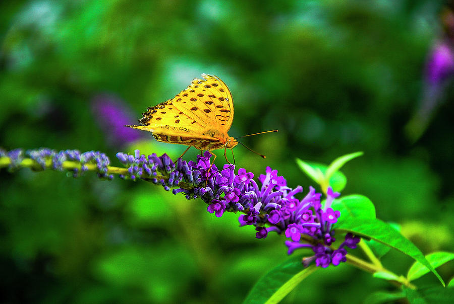 Butterfly and flower closeup #9 Photograph by Carl Ning