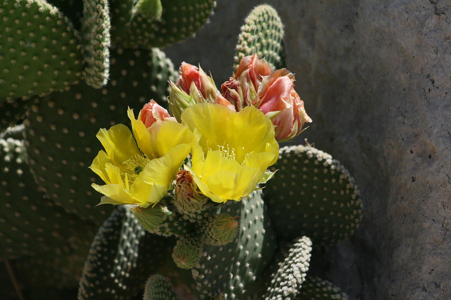 Cactus Flowers #9 Photograph by Douglas Miller