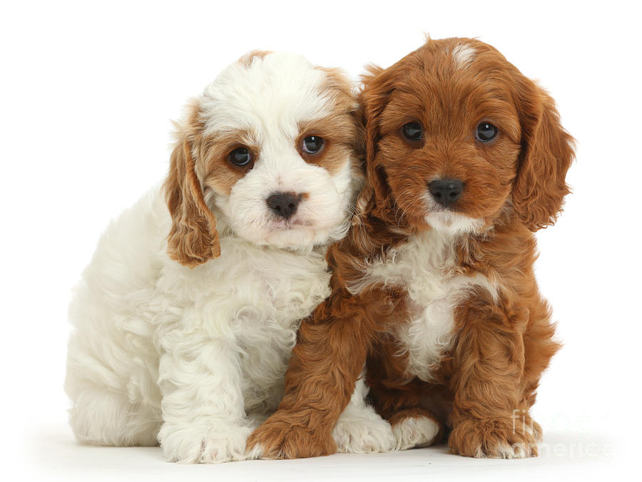 Cavapoo Puppies #9 Photograph by Mark Taylor