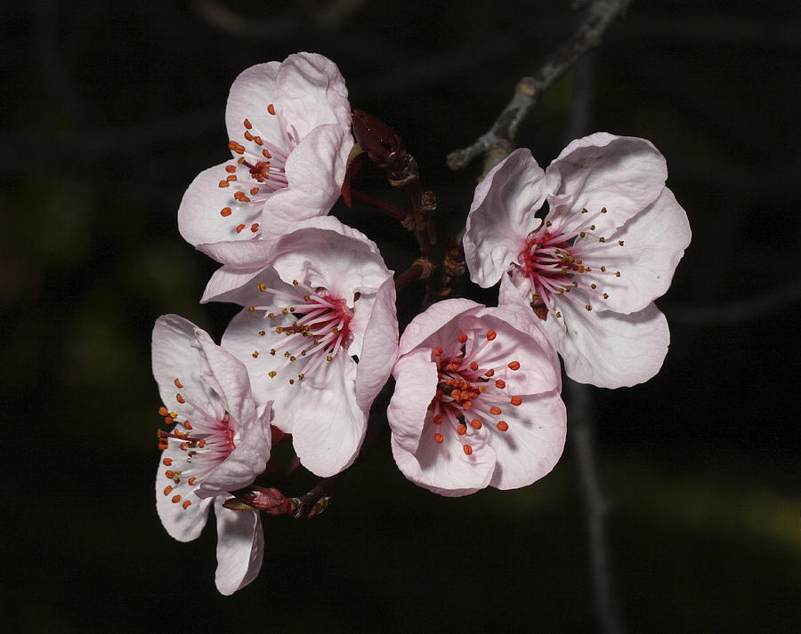 Cherry Blossom #9 Photograph by Masami Iida