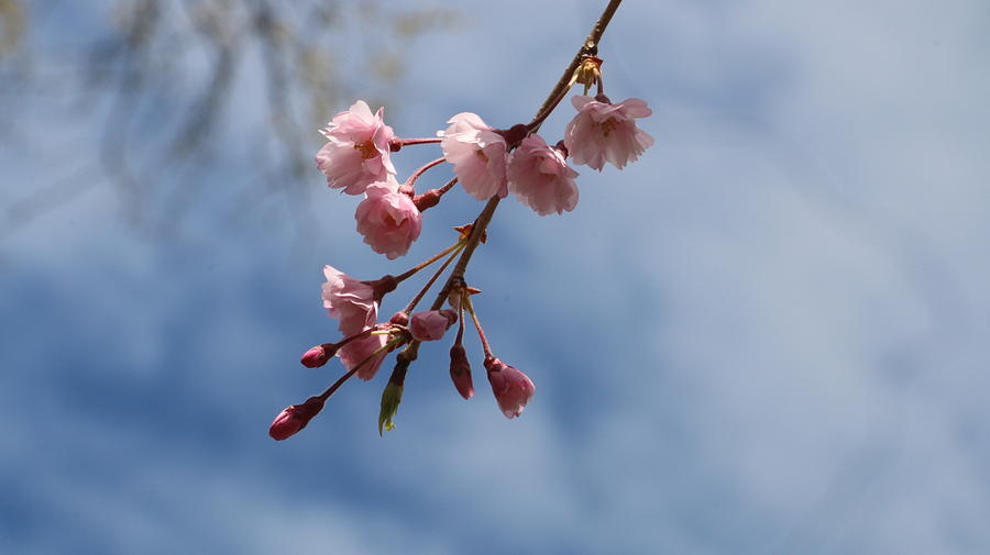 Nature Photograph - Cherry blossom  #9 by Qin  Wang