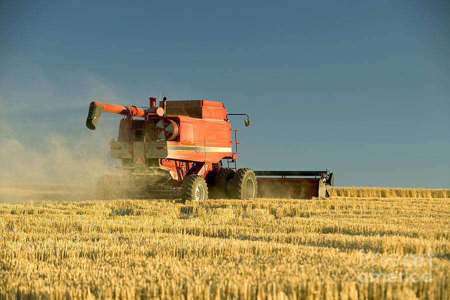 Combine Harvesting Wheat #9 Photograph by Inga Spence