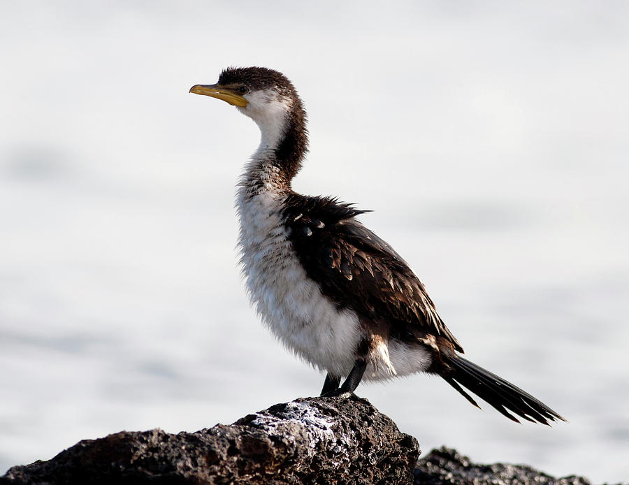 Cormorant #9 Photograph by Masami Iida
