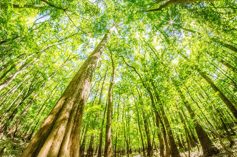 cypress forest and swamp of Congaree National Park in South Caro #9 Photograph by Alex Grichenko