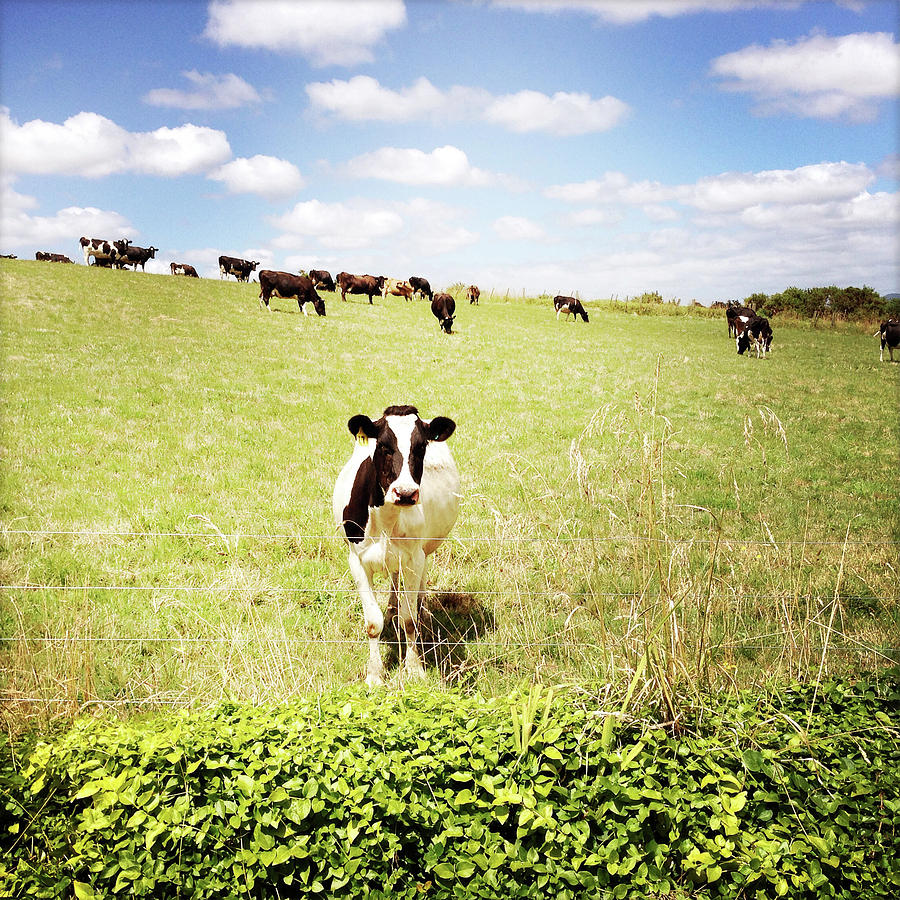 Dairy cows #9 Photograph by Les Cunliffe