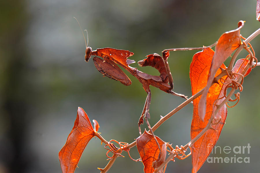 Dead Leaf Mantis Photograph By Francesco Tomasinelli Pixels 9290