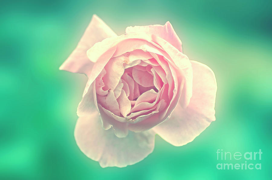 Digitally Manipulated Pink English Rose Photograph