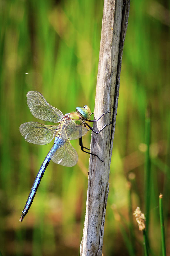 Dragonfly - #9 Photograph by Chris Smith