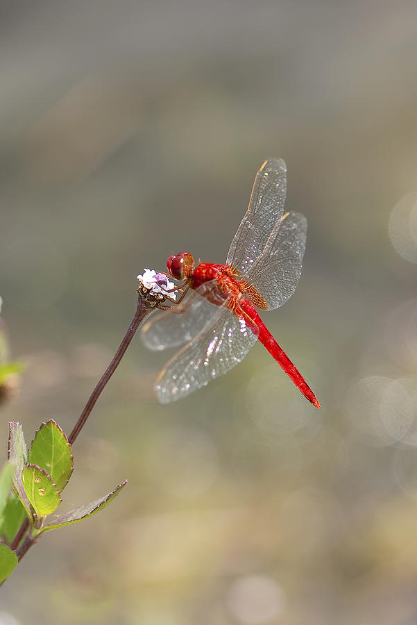 Dragonfly #9 Photograph by Gouzel -