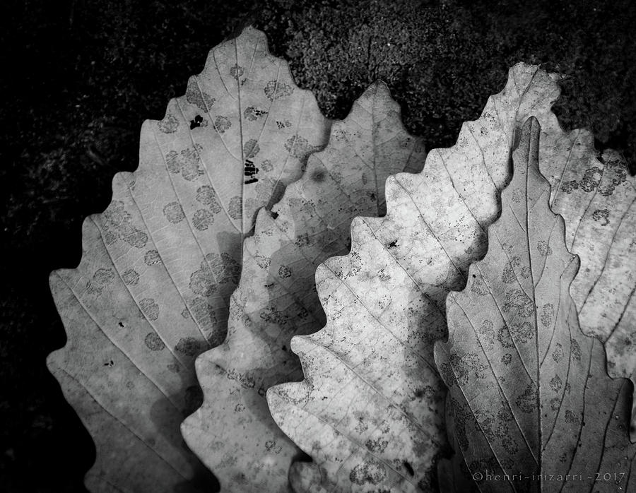 Dried Leaves #9 Photograph by Henri Irizarri