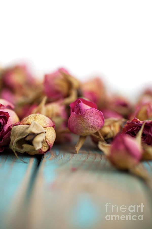 Dried roses #9 Photograph by Kati Finell