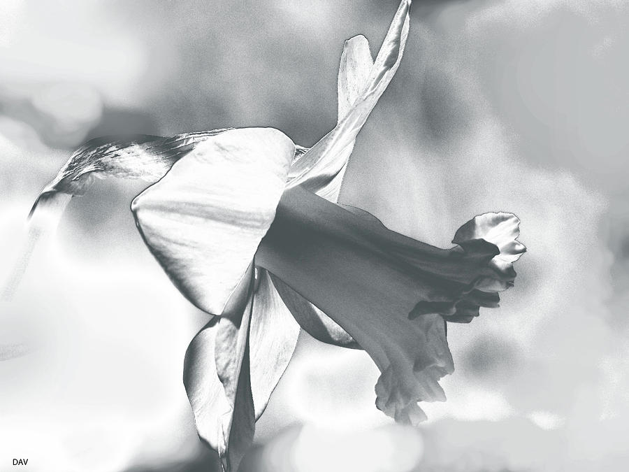 Duration Daffodil  #9 Mixed Media by Debra     Vatalaro
