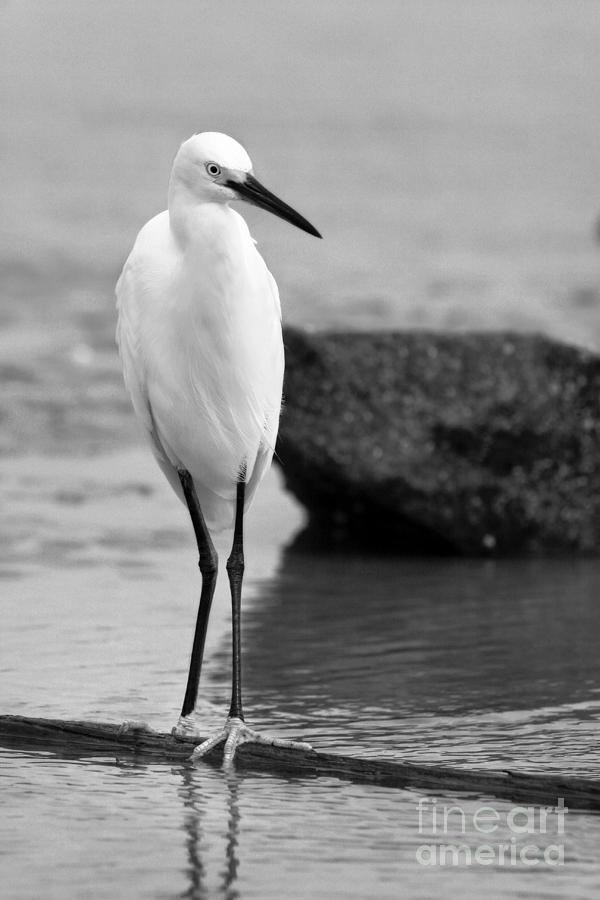 Egret in Black and White #9 Photograph by Angela Rath