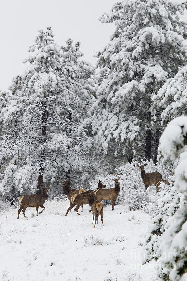 Elk in Deep Snow in the Pike National Forest Photograph by Steven Krull