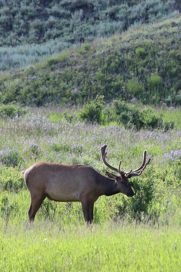 Elk Yellowstone USA #9 Photograph by Bob Savage