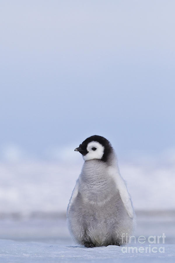 Emperor Penguin Chick #9 Photograph by Jean-Louis Klein & Marie-Luce Hubert