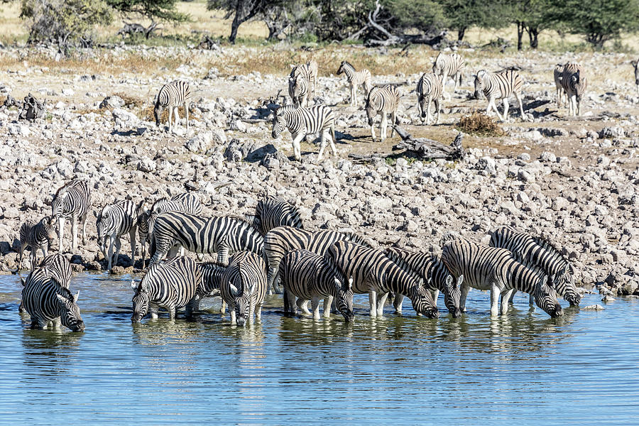 Zebra Photograph - Etosha - Namibia #9 by Joana Kruse