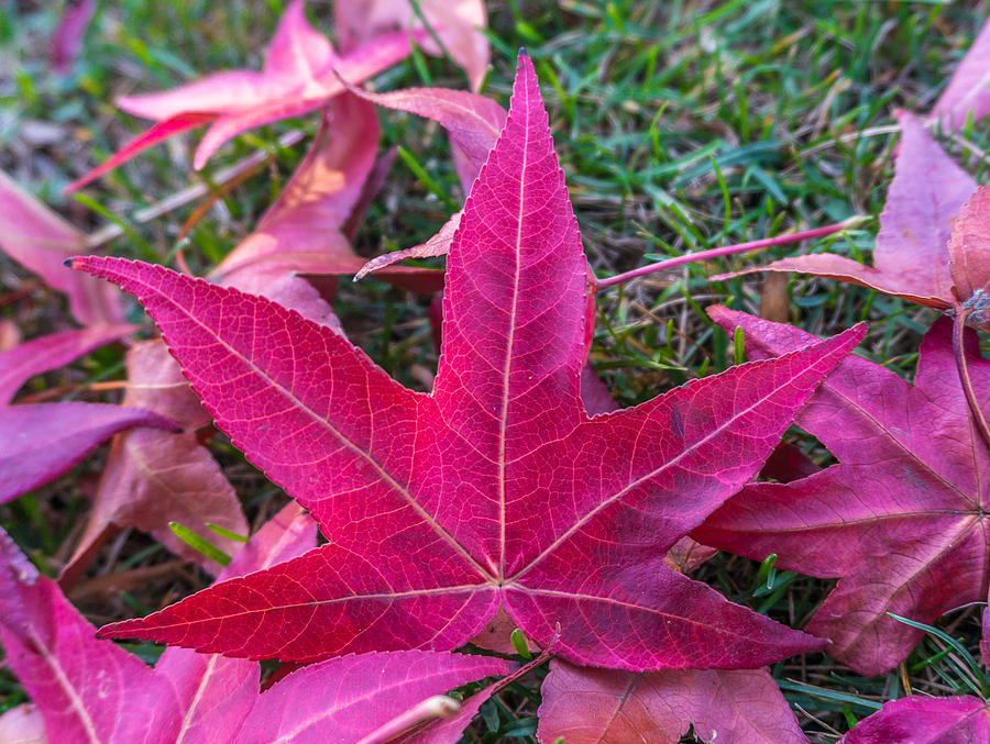 Fall foliage #9 Photograph by Asif Islam