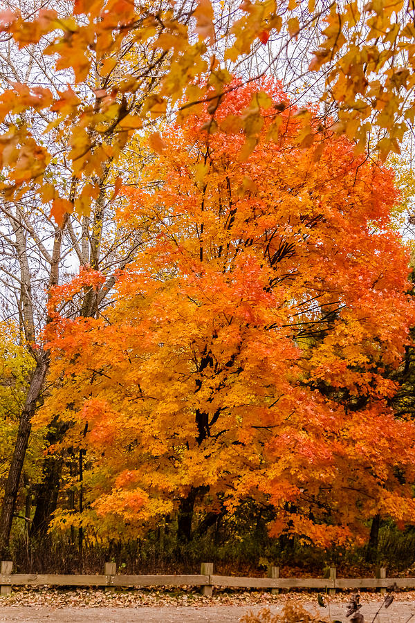 Fall foliage #9 Photograph by SAURAVphoto Online Store