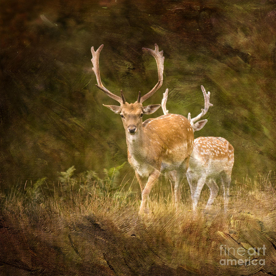 Fallow Deer #9 Photograph by Ang El
