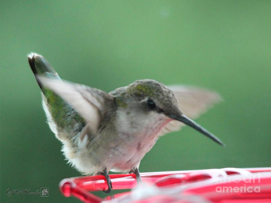 Female Ruby-Throated Hummingbird #9 Photograph by J McCombie