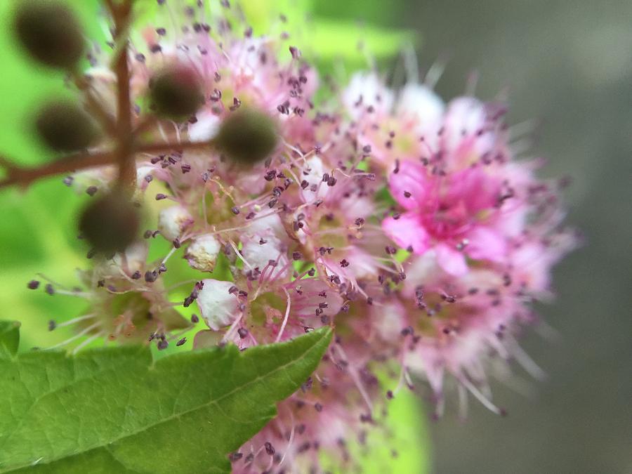Flower Photograph - Flower by Maxim Tzinman Flower Photograph - Flower by Maxim Tzinman