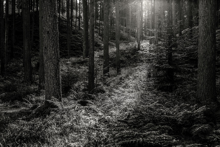 Forest #9 Photograph by Elmer Jensen