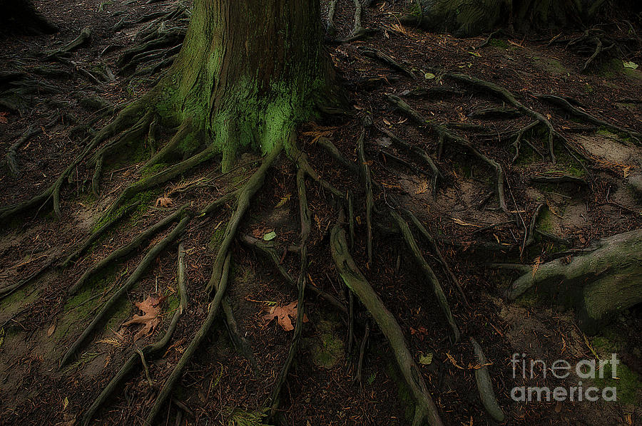 Forest Setting with Close-ups of Tree Roots  #9 Photograph by Jim Corwin