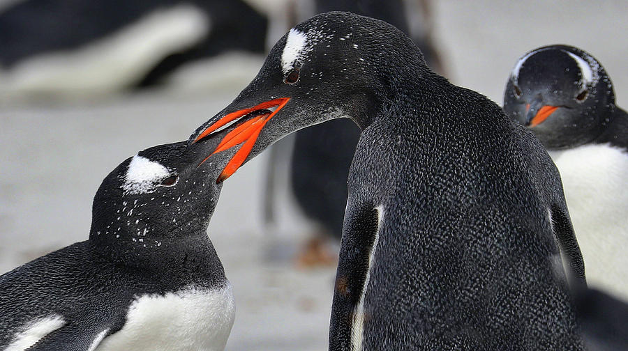 Gentoo Penguins Falkland Islands #9 Photograph by Paul James Bannerman