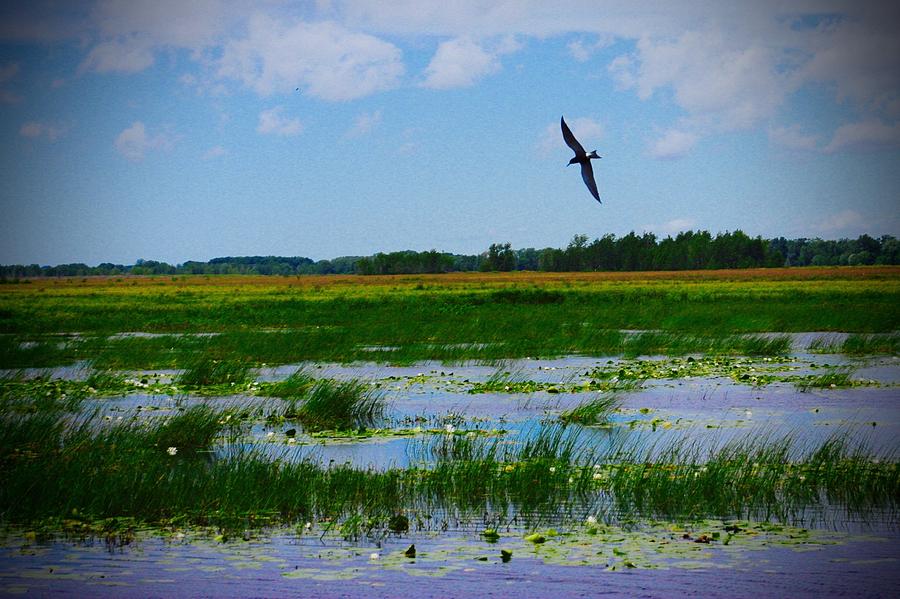 George W. Mead Wildlife Area Photograph by Brett Pavia - Fine Art America