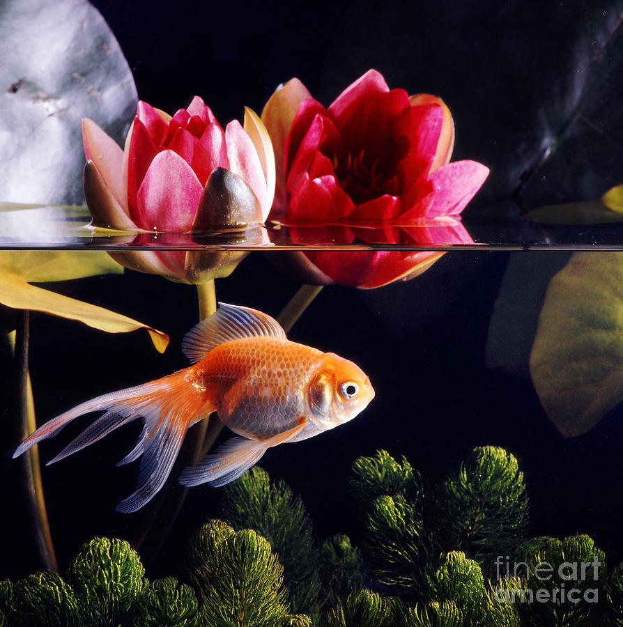Goldfish #9 Photograph by Jane Burton