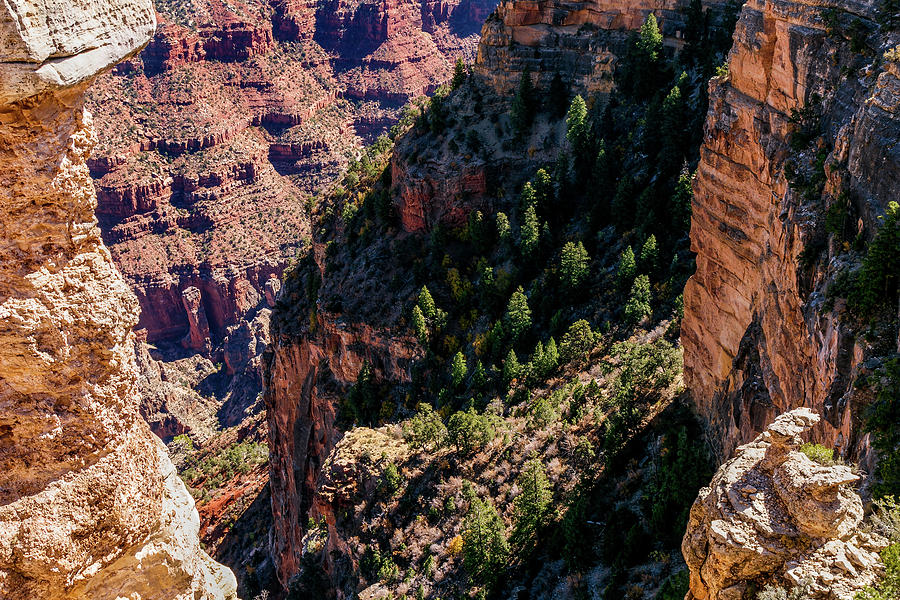 Grand Canyon #9 Photograph by Doug Long