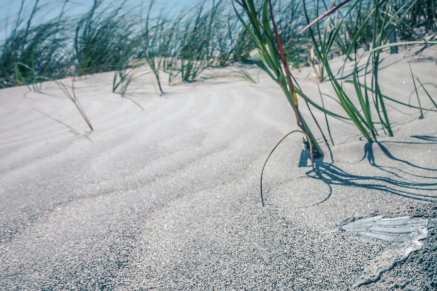 Grassy Windy Sand Dunes On The Beach #9 Photograph by Alex Grichenko