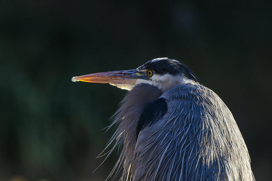 Great Blue Heron, American River, Sacramento, CA Photograph by Lewis ...